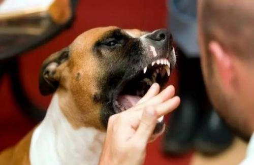 加州洛杉矶被狗咬如何赔偿？626-380-9700意外伤害律师解析加州狗咬伤法律规范